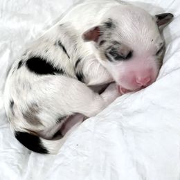 Aussiedoodle Puppies from Ever After Mini Doodles