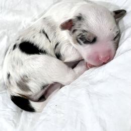 Aussiedoodle Puppies from Ever After Mini Doodles