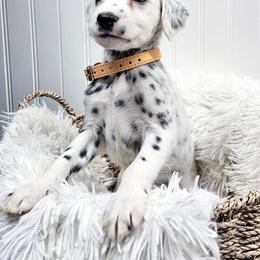 Yellow - White and black female Dalmatian puppy in Gray, Georgia from Fuller Spots