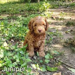 Juniper - Buff male Cockapoo puppy in Sunset, Louisiana from Cano Cockapoos