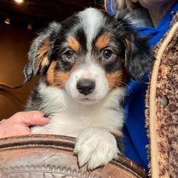 Autumn - female Miniature American Shepherd puppy in Tonasket, Washington from V5 Aussies