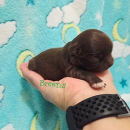 Chocolate boy - Chocolate male Chihuahua puppy in Richmond, Virginia from Breens