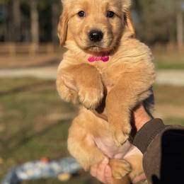 Pink Girl - Golden female Golden Retriever puppy in Albany, Georgia from Sassafras Goldens