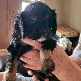 Irvin - Black white and tan male Cocker Spaniel puppy in Westminster, South Carolina from Hartwell Cocker Spaniel Kennel