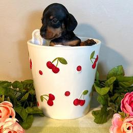Male 2 - Black and tan male Dachshund puppy in Huggins, Missouri from RJ's Miniature Dachshunds