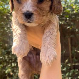 Finn - Apricot male Cavapoo puppy in Gilbert, Arizona from Desert Willow Cavapoos