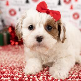 Female 1 - Blenheim female Cavapoo puppy in Salt Lake City, Utah from Marlene's Doodles