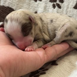 Boy 2 - Red merle male Australian Shepherd puppy in Hogansville, Georgia from Blue Creek Farm