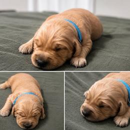 Blue collar boy - Light golden male Golden Retriever puppy in Lucedale, Mississippi from Goode LOVIN’ Retrievers