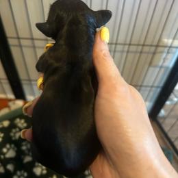 Girl 2 - Black female Dachshund puppy in Brandon, Florida from Knights Dachshunds
