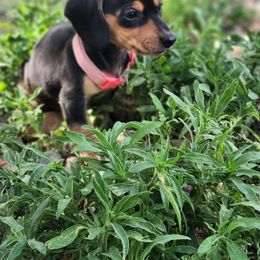 Angel - Black and cream female Dachshund puppy in Penrose, Colorado from Double Trouble Dachshunds