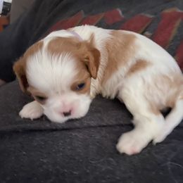Cavalier King Charles Spaniel Puppies from Christina’s Cavaliers