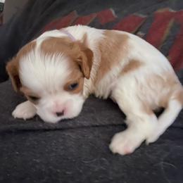 Cavalier King Charles Spaniel Puppies from Christina’s Cavaliers