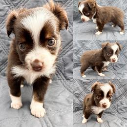 Red tri female 2 - Red tri female Toy Australian Shepherd puppy in Brooker, Florida from Honey, I Shrunk the Aussies