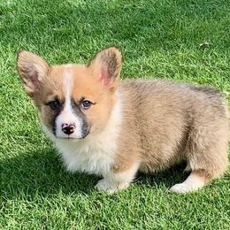 Pembroke Welsh Corgi Puppies from West Lake Corgis