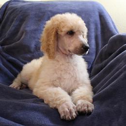 Poodles from Wendy's House Of Poodles LLC