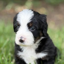DAVENPORT - Tri-color male Bernedoodle puppy in Montverde, Florida from Central Florida Bernedoodles