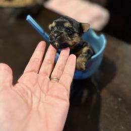 Little tiny - Tan and white male Yorkshire Terrier puppy in Riverside, California from Playful Puppies