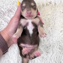Brownie - Chocolate and Cream - Chocolate and cream female Dachshund puppy in Little Elm, Texas from HotDachs