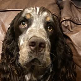 Niah - English Springer Spaniel