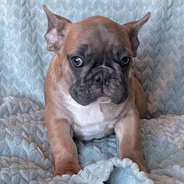 French Bulldog Puppies from Queenbeebullies