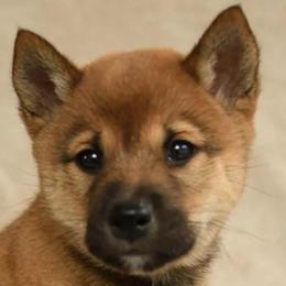 Charlie - Sesame male Shiba Inu puppy in Elizabeth, New Jersey from Shiba Inu Loving Care