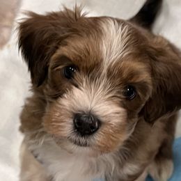 Havanese Puppies from Delightful Havanese