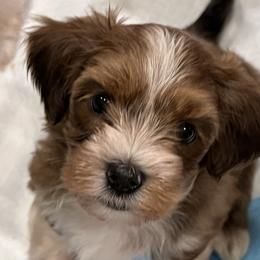 Havanese Puppies from Delightful Havanese