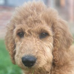 Brown Boy - Apricot Goldendoodle puppy in Winters, California from 7HL Doodles