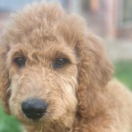 Brown Boy - Apricot Goldendoodle puppy in Winters, California from 7HL Doodles