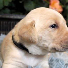 Boy 5 - Yellow Labrador Retriever puppy in Gilbert, South Carolina from Crout Kennels