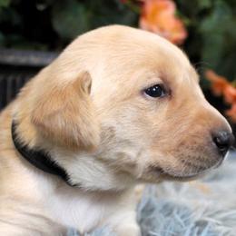 Boy 5 - Yellow Labrador Retriever puppy in Gilbert, South Carolina from Crout Kennels