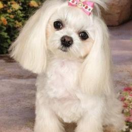 Rose - Maltese