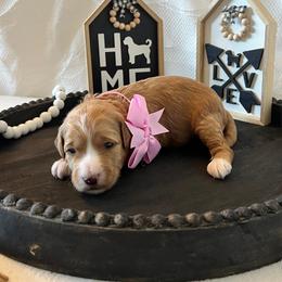 Star - Pink Collar Female - Red  female Goldendoodle puppy in Bradenton, Florida from Suncoast Goldendoodles