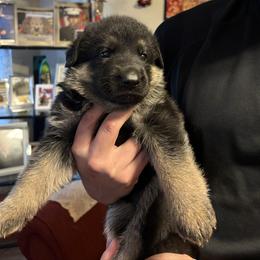 Girl Yellow - Black and red female German Shepherd puppy in San Antonio, Texas from Alamo Canine 210