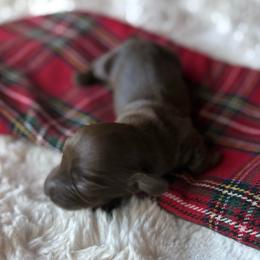 Maple - Chocolate female Dachshund puppy in Wrightwood, California from Twinkle Dachs