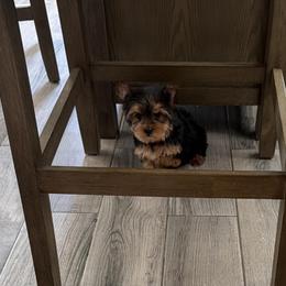 Ray X-small SOLD - Black and gold female Yorkshire Terrier puppy in Maple Heights, Ohio from Yorkiesllc