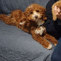 Beau - Poodle