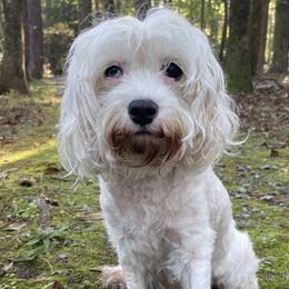 Cavapoos and Double Doodles from Double Doodle Cavapoos