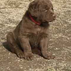 Chesapeake Bay Retriever Puppies from Three Horses Chesapeakes