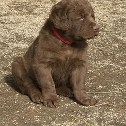 Chesapeake Bay Retriever Puppies from Three Horses Chesapeakes