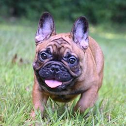 Apollo - Fawn male French Bulldog puppy in Keeseville, New York from Big Sky Frenchies