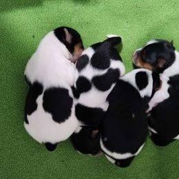 Yorkshire Terrier puppies from Wild Azalea Yorkies on FB