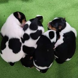 Yorkshire Terrier puppies from Wild Azalea Yorkies on FB