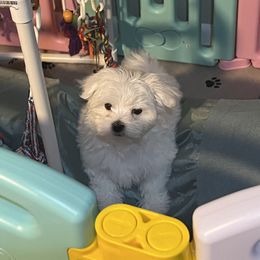 "Kai" Maltese Puppies from Genice’s Small Wonders