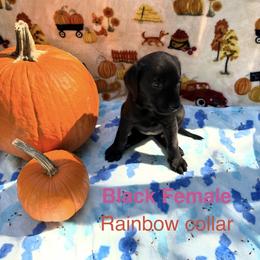 Rainbow Collar - Black female Labrador Retriever puppy in Holly Springs, North Carolina from Winter Creek Labradors
