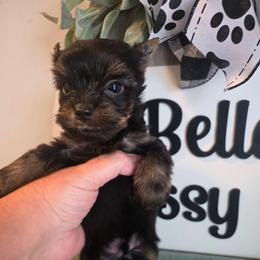 ISAIAH - Black and gold male Yorkshire Terrier puppy in Clermont, Florida from Bella's Prissy Butts