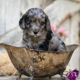 Belle - Merle female Cockapoo puppy in Seattle, Washington from Sweet Home Doodles