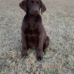German Shorthaired Pointer and Labrador Retriever Puppies from LL Gun Dogs, LLC