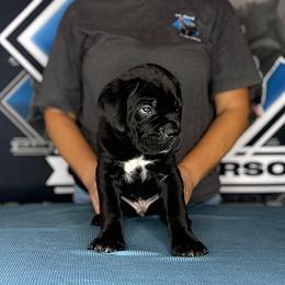 Boy 2 - Black male Cane Corso puppy in Linden, Texas from Da Boyz Cane Corso